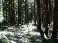  Wanderroute durch den Buchenwald 
