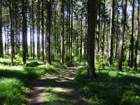  Wanderroute durch den Bannholz 