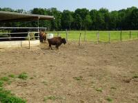  Blick zu den Bisons 