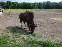  Blick zu einem Bison 