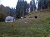  Blick zu einer Pferdegestüt im Lainsitztal 