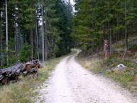  Wanderroute durch den Gemeindewald 