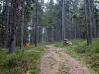  Wanderroute durch den Gemeindewald 