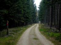 Wanderroute durch den Wald der Großen Riede Bergfeld 