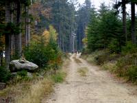 Wanderroute durch den Wald der Großen Riede Bergfeld 