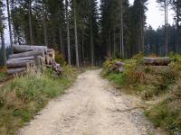 Wanderroute durch den Wald der Großen Riede Bergfeld 