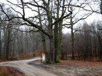 Blick zum Naturdenkmal "Sieben Eichen" am Ramaseck