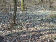  der Frhling wird eingelutet 