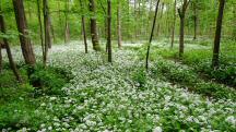  Blick zum blhenden Brlauch 