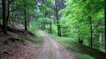 Blick auf die Wanderstrecke im Grblergraben 