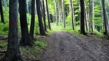  Wanderroute durch den bewaldeten Hummelberg 