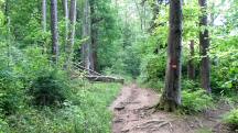  Wanderroute auf den Kronberg 