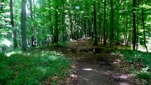 Wanderroute durch das groe Waldgebiet des Eichbergs