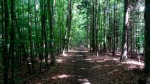 Wanderroute durch das groe Waldgebiet des Eichbergs