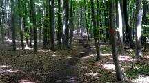 Wanderroute durch das groe Waldgebiet des Eichbergs