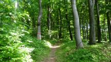 Wanderroute durch das groe Waldgebiet des Eichbergs