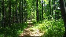 Wanderroute durch das groe Waldgebiet des Eichbergs