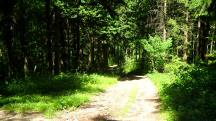 Wanderroute durch das groe Waldgebiet des Eichbergs