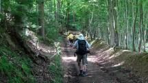 Blick auf die Wanderstrecke durch die bewaldete Riede Trausnitz 