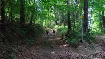 Blick auf die Wanderstrecke durch die bewaldete Riede Trausnitz 