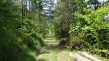 Blick auf die Wanderstrecke durch die bewaldrte Riede Trausnitz 