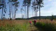  Blick auf die Wanderstrecke auf dem Rehberg 