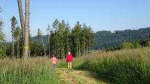 Blick auf die Wanderstrecke auf dem Rehberg 