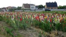  Bltenbracht bei "Garten Rath"  