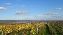  Fernblick nach Langenlois 