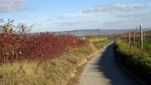  Blick auf die Wanderstrecke auf der Hochstrassel 
