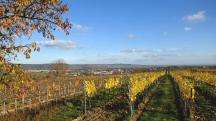  Fernblick nach Langenlois 