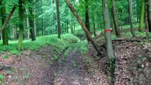  Blick auf die Wanderstrecke - bergab vom Plattenberg 