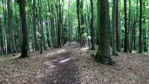  Blick auf die Wanderstrecke auf dem Eichberg 