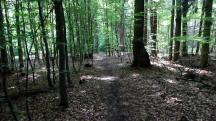  Blick auf die Wanderstrecke auf dem Eichberg 