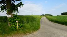 Blick auf die Wanderstrecke durch die Riede Lsching 