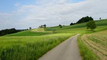 Blick auf die Wanderstrecke durch die Riede Lsching 