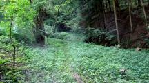 Blick auf die Wanderstrecke zum Scheutzbach 