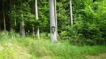  Blick zu einem Bildbaum 