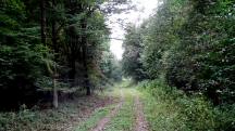  Wanderroute durch den Wald des Oberen Sattel 