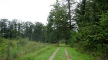  Wanderroute durch den Wald des Oberen Sattel 