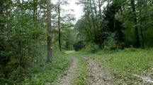  Wanderroute durch den Wald des Oberen Sattel 