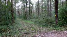  Wanderroute durch den Wald des Oberen Sattel 