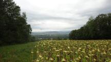  Blick ins Traisental 