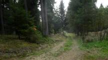 Blick auf die Wanderstrecke durch die Waldriede Breitlss 
