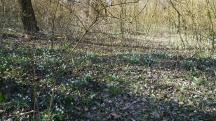 der Frhling lt gren 