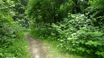 Blick auf die Wanderstrecke entlang des Grblerbachs