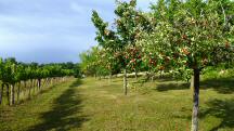 Blick auf die Wanderstrecke zur Brechelmacher's Ranch 
