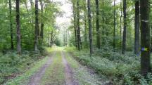  Wanderroute durch den Wald des Oberen Sattel 