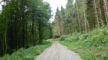 Blick auf die Wanderstrecke durch den groen Gutenbrunner Wald