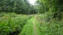 Blick auf die Wanderstrecke durch den groen Gutenbrunner Wald